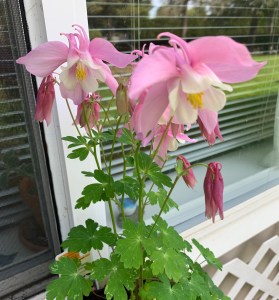 Pink and white Columbine flowers outside my window