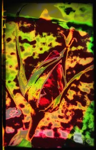 Rosebud. Digital art by LeonasDesigns. @2019