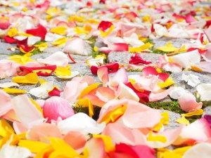 Colorful rose petals