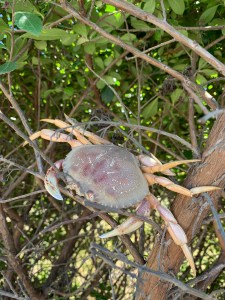 Crab in a tree