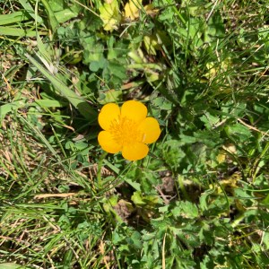 Buttercup in bloom