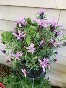 Lavender plant abundantly blooming