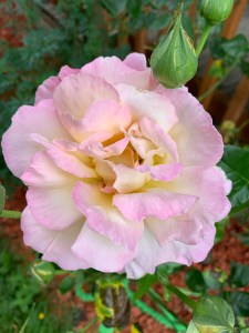 Peace Rose in bloom, white with pink tinged edges