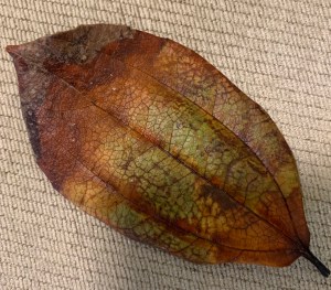 Brown dried up leaf in summer
