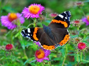 Butterfly sitting on a flower