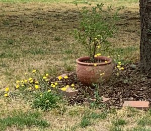 Plant in yard with yellow flowering blooming around it