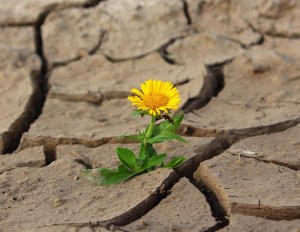 Dandelion growing in cracked dry ground