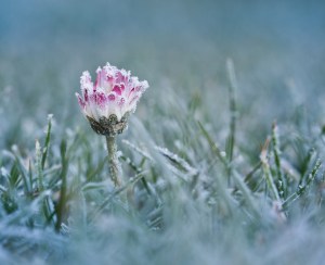 Frost on ground and on a flower