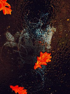 Leaves and oil slick 