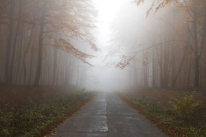 Mist, trees, forest, road