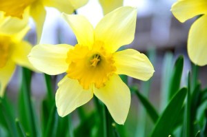 Yellow Daffodil 