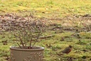 Robin in my yard