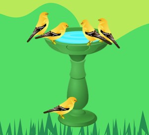 Image of five golden finches at a green birdbath