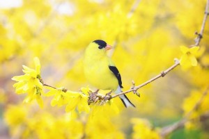 Goldfinches in a golden tree