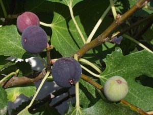 Fig tree with fruits