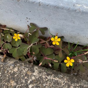 Tiny yellow flowers blooming in an obscure place. 